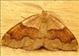 1903 (70.223) Barred Umber